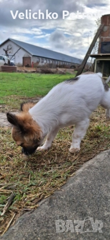 Симба си търси нов дом. , снимка 7 - Други - 52676998