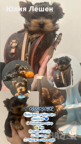 Йоркширски териер момче 