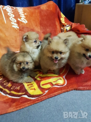 Померан померанчета Гр София снимки от днес 05.12.2025г, снимка 2 - Померан - 52665950