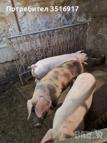 Продавам прасета , снимка 2 - Прасета - 52403173