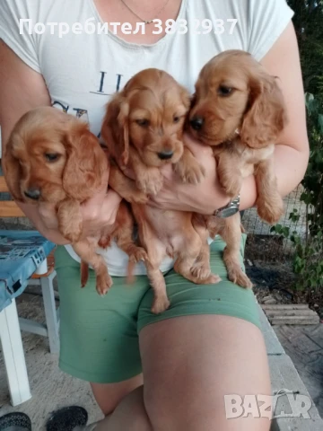 Сладки кокерчета, снимка 1