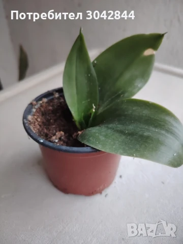 Сансеверия издънки, различни видове, Алое вера и седум , снимка 4 - Стайни растения - 50721551