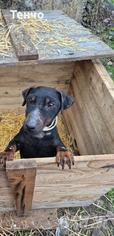 женски ягдтериер