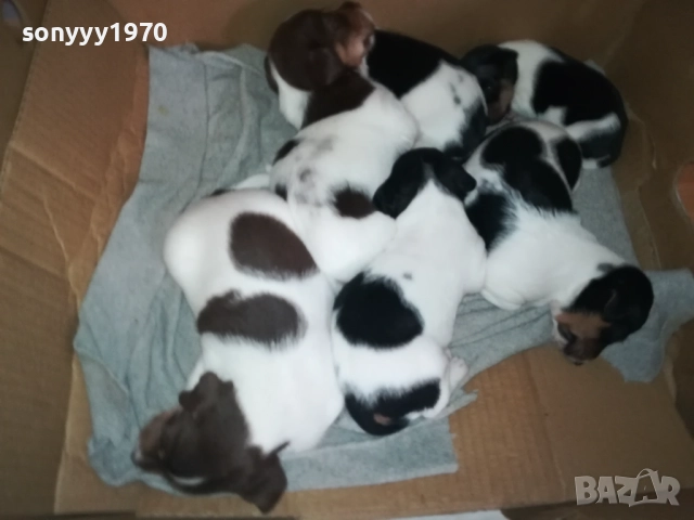 ДЖАК РЪСЕЛ 0709250822, снимка 6 - Джак ръсел териер - 51630112