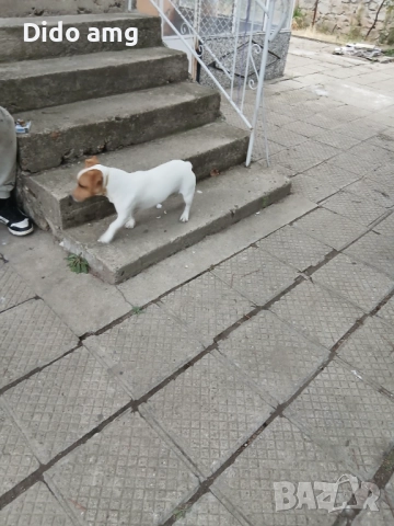 Джак ръсел за разплот, снимка 4 - Джак ръсел териер - 51892583