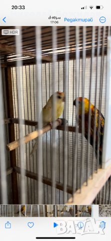 Продавам пойни папагали, снимка 4 - Папагали - 40622040