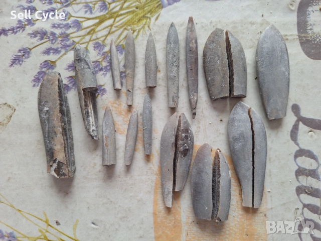 ✅ФОСИЛИ - БЕЛЕМНИТИ - ШУМЕН❗