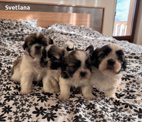 Кученца ши-тцу, кучета, куче, кученце, снимка 4 - Ши Тцу - 53143042