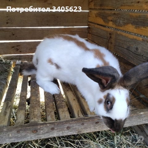 зайци мъжки и женски на различна възраст , снимка 9 - Други - 46286845