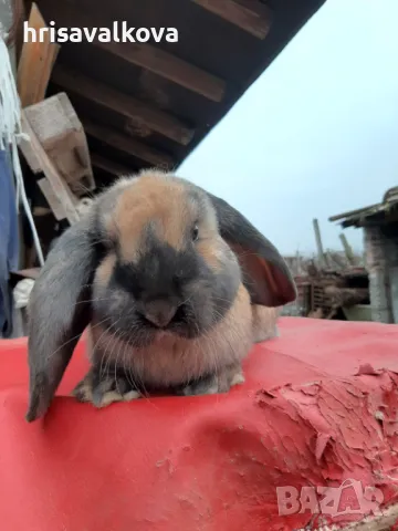 Белгийски великани, снимка 9 - Други - 48744936