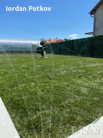 Тревен чим , снимка 7 - Градински цветя и растения - 51528828