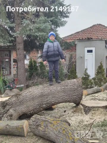Рязане на опасни дървета всякакви , снимка 8 - Други почистващи услуги - 47400225