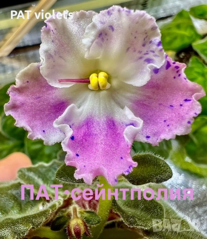 Saintpaulia Сейнтполия Сентполия African Violet Aфриканска теменужка стайна теменужка Фiалка