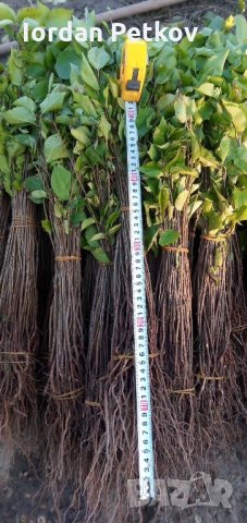 Подложка махалебка