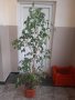 Фикус бенджамин , снимка 1 - Стайни растения - 43252692
