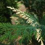 Кипарис Лейланди вариегатно, (Cupressocyparis leylandii 'Variegata'), снимка 7