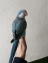 Папагалче МОНАХ мъжко ръчно хранено, снимка 1 - Папагали - 44877118