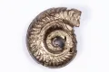 Пиритизиран амонит 5.38g 24.3mm #19, снимка 1