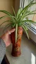 Хлорофитум в декоративен съд, снимка 2