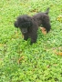 Мини пудел , снимка 2