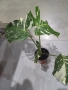 Thoi монстера, снимка 3