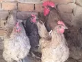 продавам домашно гледани кокошки петли пилета , снимка 1