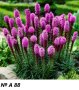 Многогодишни Градински Цветя, снимка 1 - Градински цветя и растения - 43971471