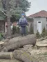 Рязане на опасни дървета всякакви , снимка 8