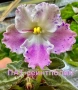 Saintpaulia Сейнтполия Сентполия African Violet Aфриканска теменужка стайна теменужка Фiалка, снимка 1