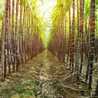 100 броя семена от декоративен бамбук Moso Bamboo зелен МОСО БАМБО за декорация и дървесина, снимка 1 - Сортови семена и луковици - 37711749