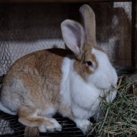 Холандски зайци, зайци Веселина и кръстоска, снимка 4 - Други - 30876894