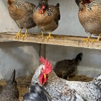Крем Легбар, Опал Легбар, яйца и пилета, снимка 3 - Кокошки и пуйки - 42957928