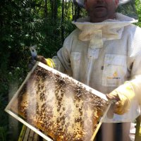 Биологични пчелни отводки и пило с пчели от лицензиран производител По договаряне , снимка 2 - Други - 43838454