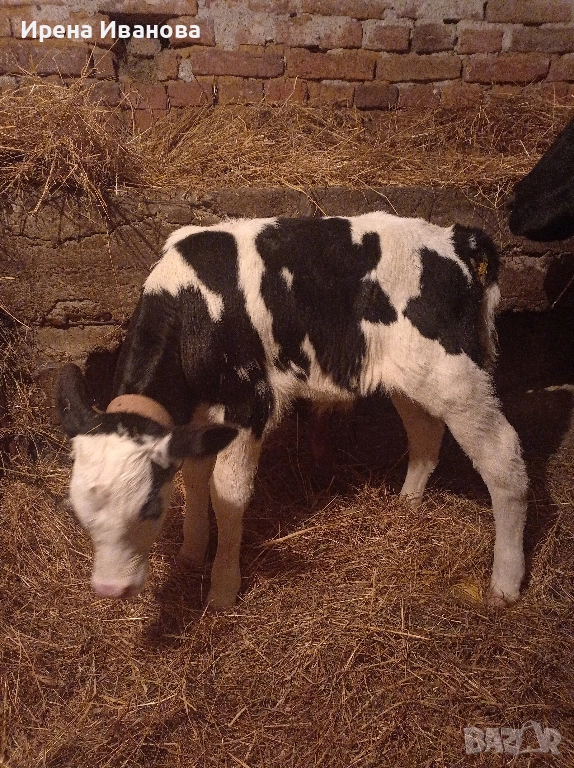 Продавам мъжко теле новородено, снимка 1