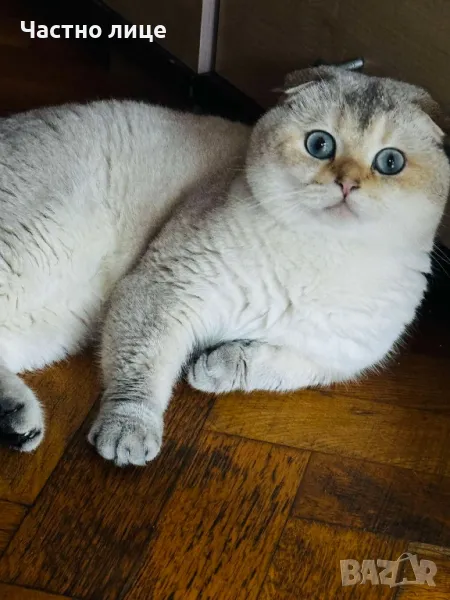 Шотландец за разплод, снимка 1