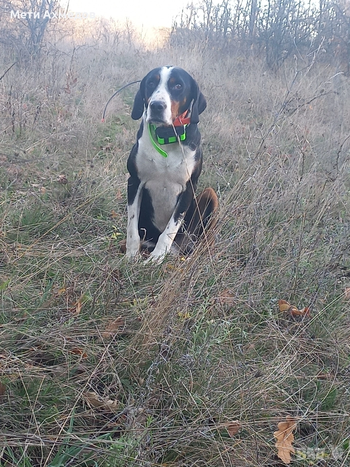 Трицветно гонче.., снимка 1
