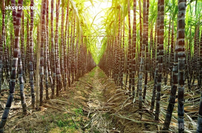 100 броя семена от декоративен бамбук Moso Bamboo зелен МОСО БАМБО за декорация и дървесина, снимка 1