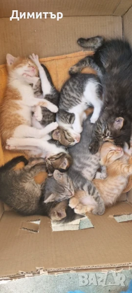 Подарявам котенца., снимка 1