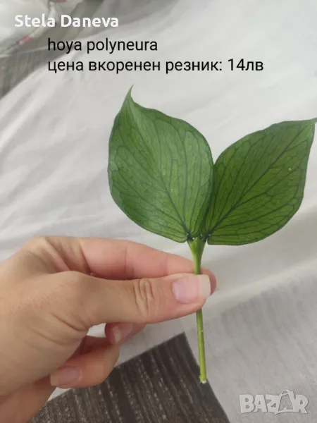 Хоя полинеура (polyneura), снимка 1