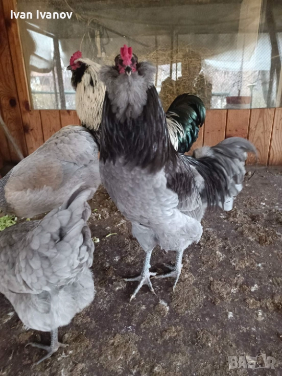 Продавам петли порода Араукана или заменям за млади ярки, снимка 1