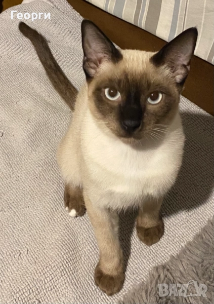 Мъжко сиамско коте, възможна доставка., снимка 1
