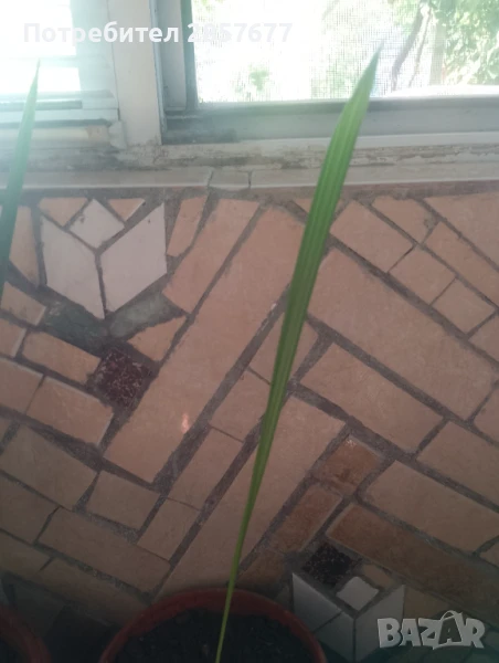 Продавам финикова палма, снимка 1