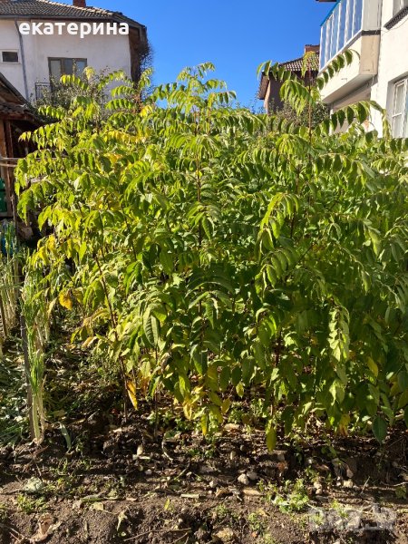 Дръвчета Еводия, снимка 1