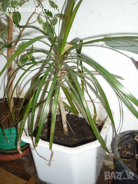 Драцена и други стайни растения, снимка 1