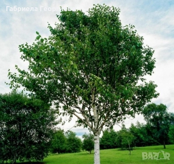 Бреза , снимка 1