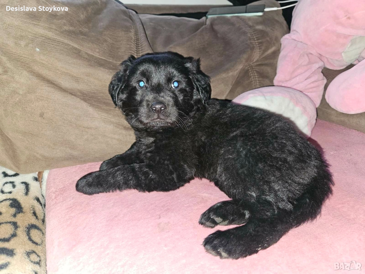 продавам лабрадор , снимка 1