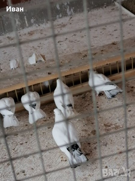 Закъртени Гълъби ., снимка 1