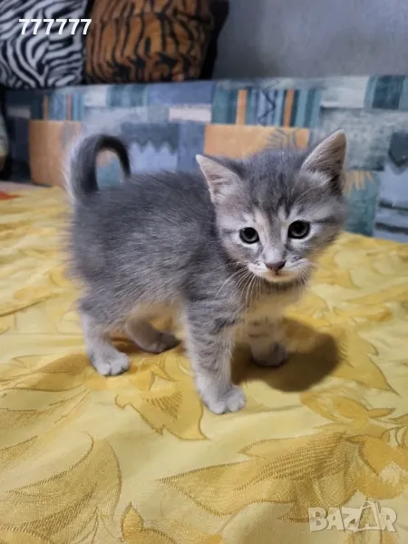 подарявам малки котета , снимка 1