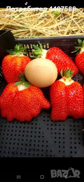 Разсад ягоди , снимка 1