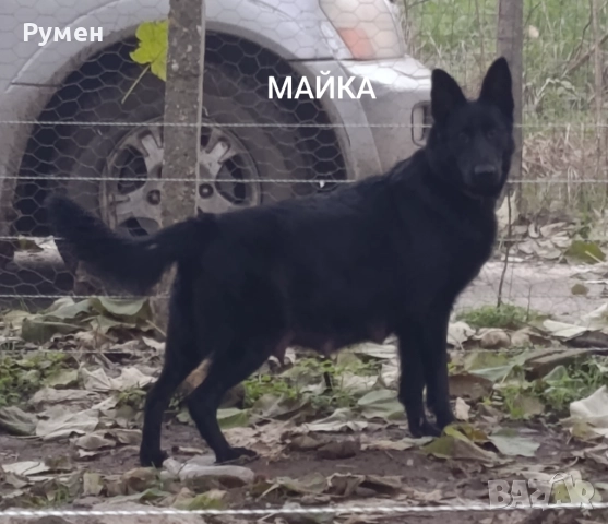 Черна немска овчарка , снимка 7 - Немска овчарка - 52933275